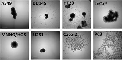 Technical report: liquid overlay technique allows the generation of homogeneous osteosarcoma, glioblastoma, lung and prostate adenocarcinoma spheroids that can be used for drug cytotoxicity measurements